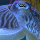 Image for article titled Cuttlefish have a visual superpower - they see the world in polarized light
